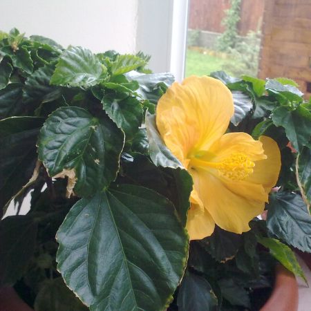 hibiscus 1